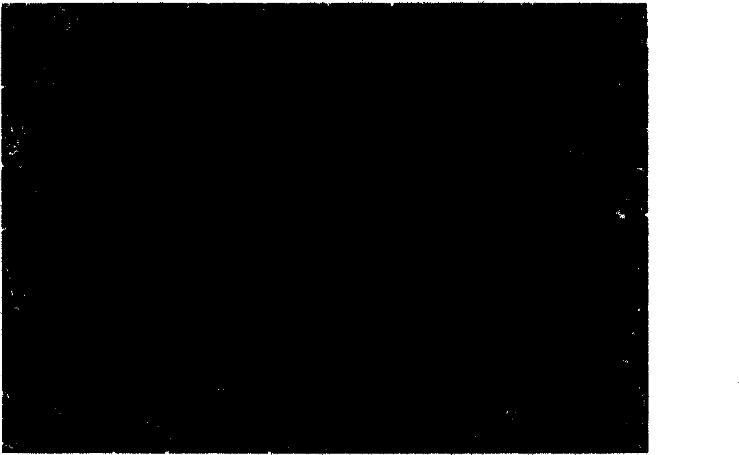 Temperature sensing material with negative temperature coefficient effect and method for preparing same