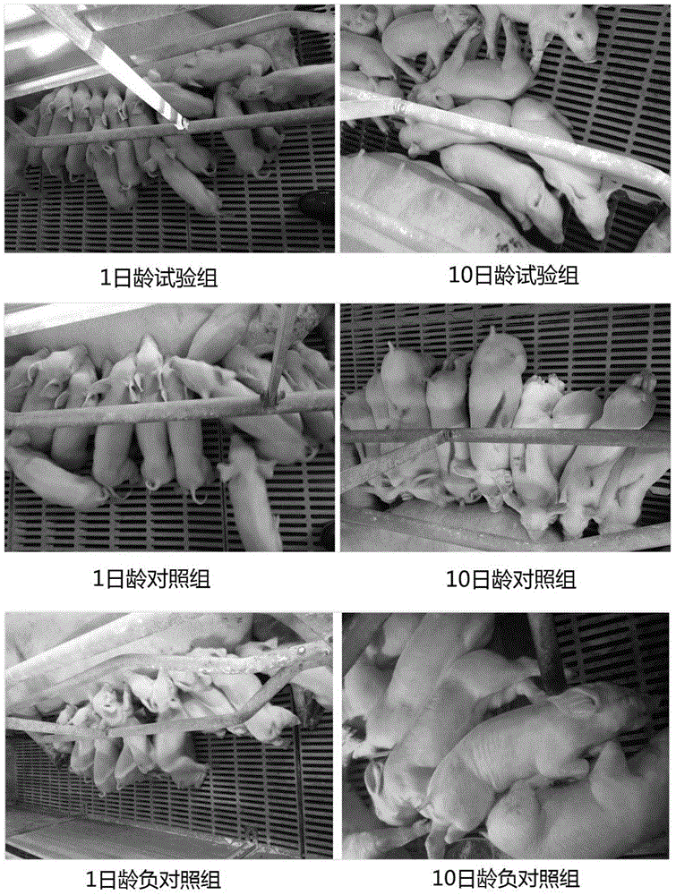 Iron supplementing method for piglets