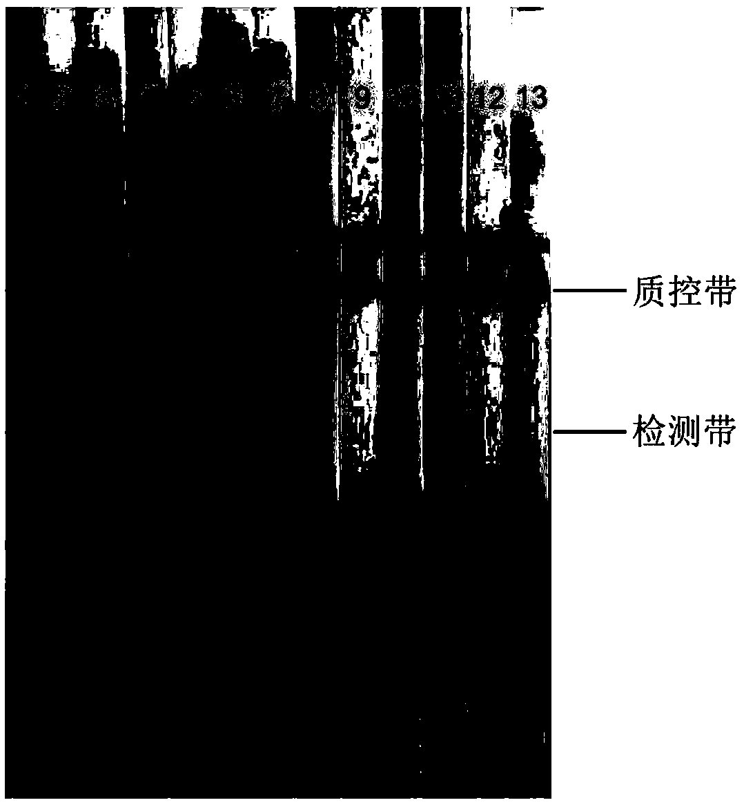 RPA (Recombinase polymerase amplification) primer, probe, kit and detection method for detecting ralstonia solanacearum