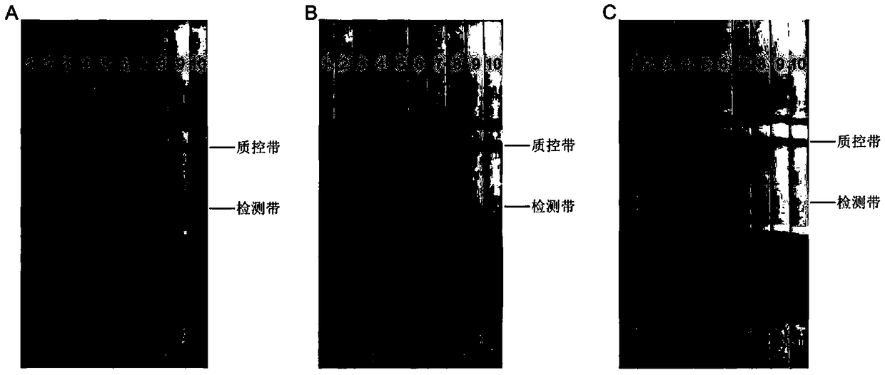 RPA (Recombinase polymerase amplification) primer, probe, kit and detection method for detecting ralstonia solanacearum