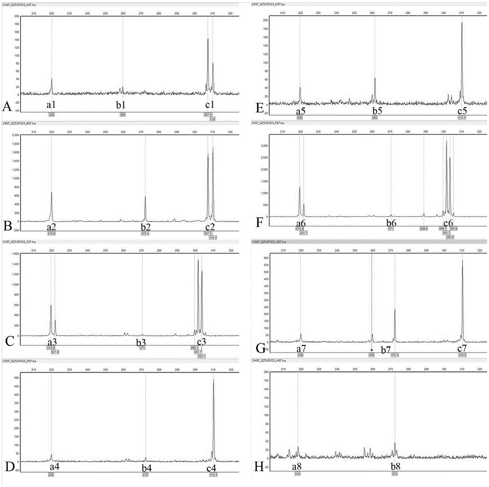 Method utilizing EST-SSR marker for identification of traditional Chinese medicine serrate rabdosia herb varieties and primers