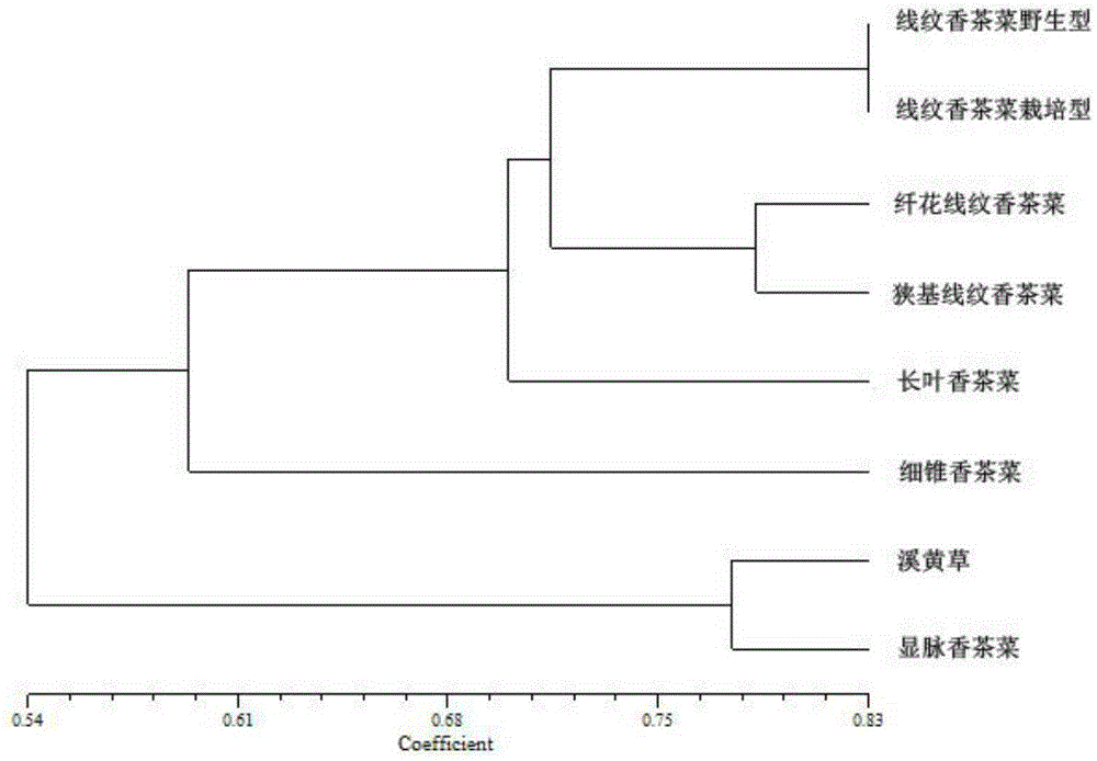 Method utilizing EST-SSR marker for identification of traditional Chinese medicine serrate rabdosia herb varieties and primers