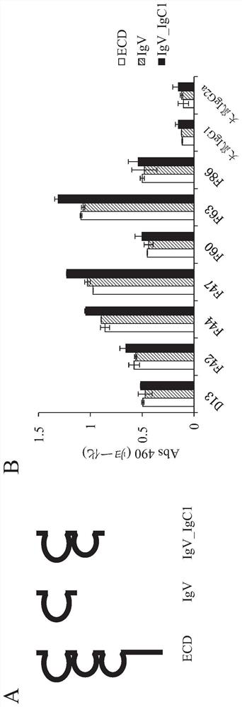 ANTI-SIRPalpha ANTIBODY