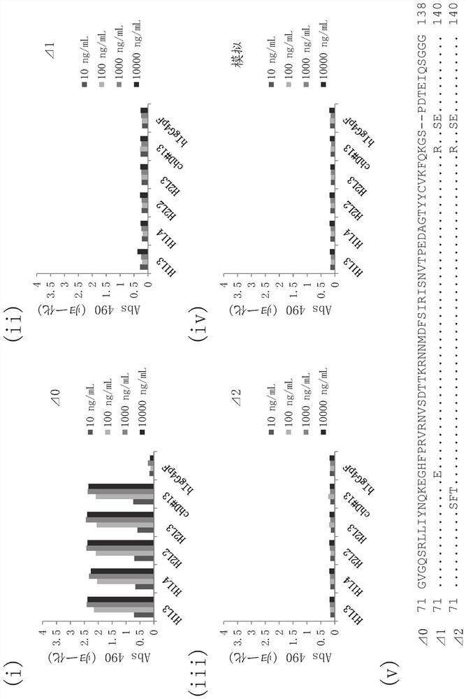 ANTI-SIRPalpha ANTIBODY