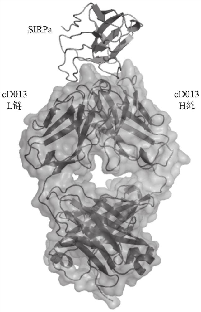 ANTI-SIRPalpha ANTIBODY