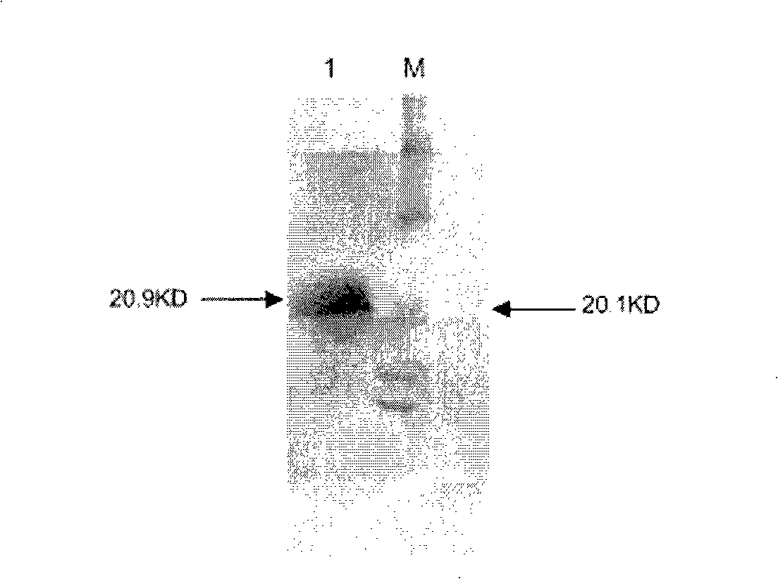 Fusion protein of urokinase type plasminogen activator a chain and melittin and preparation thereof