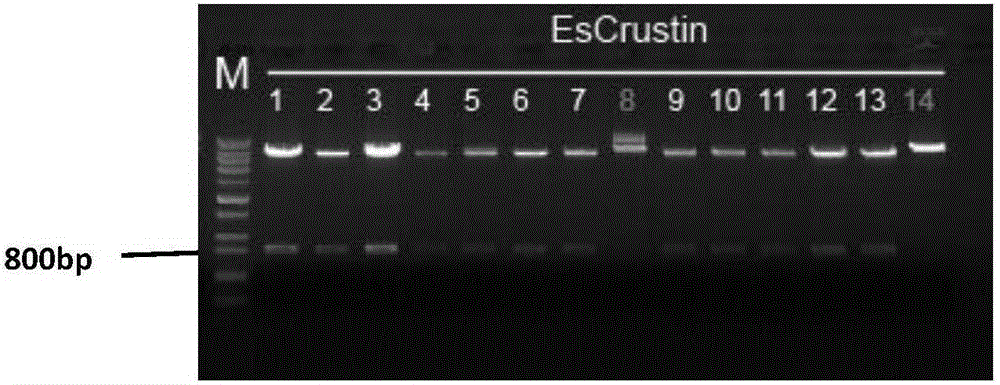 Engineered saccharomyces cerevisiae capable of efficiently expressing Chinese mitten crab chitin