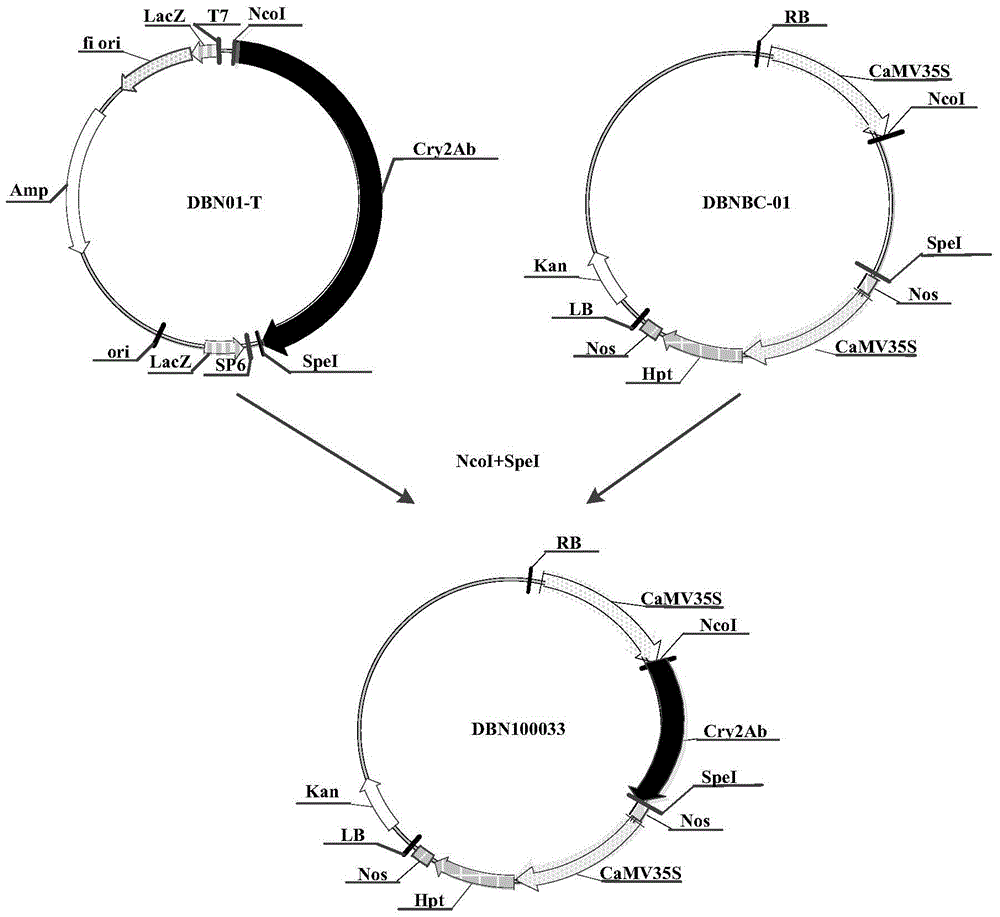 The use of insecticidal protein