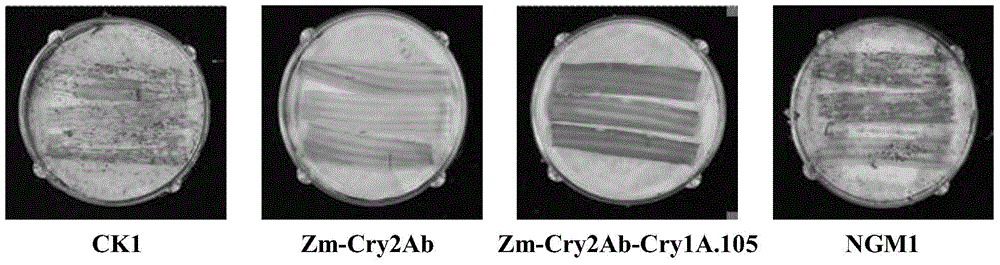 The use of insecticidal protein