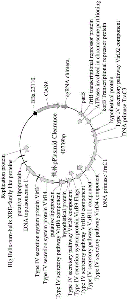 Gene fragment, vector pPlasmid-Clearance and application