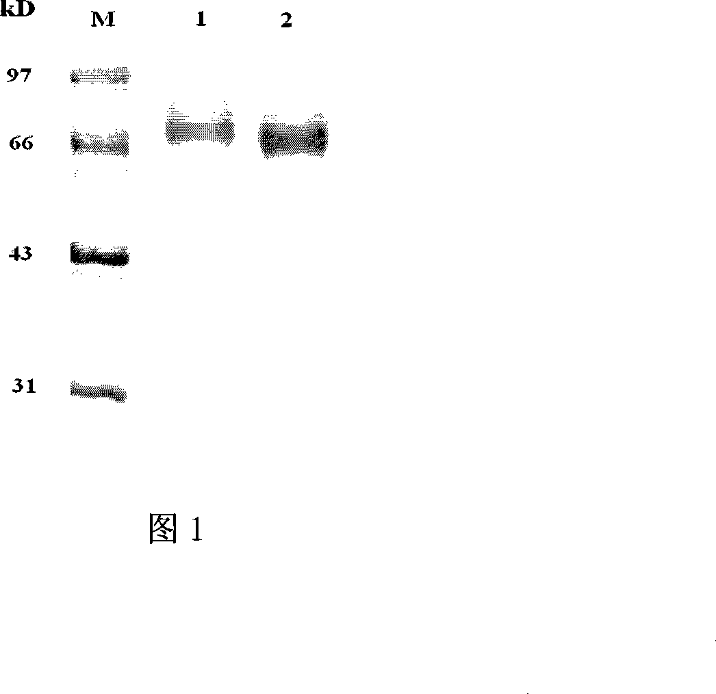 Clenbuterol complete antigen and method for preparing monoclonal antibody thereof