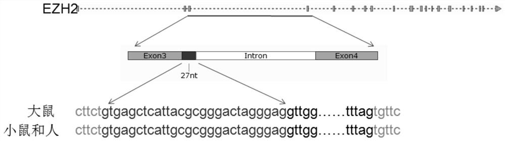 EZH2 variable spliceosome and application thereof