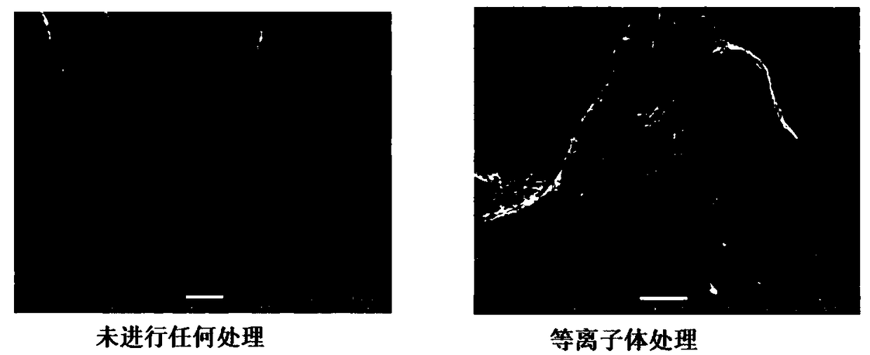 Paper based sensor capable of detecting allergic reactions as well as preparation and application of paper based sensor