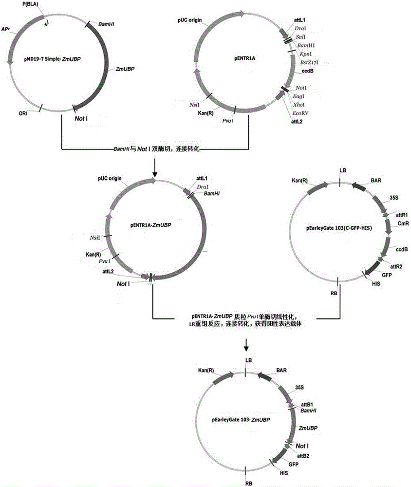 Novel salt-tolerant gene ZmUBP in zoysia matrella as well as expression vector and application thereof