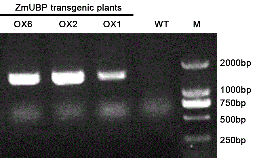 Novel salt-tolerant gene ZmUBP in zoysia matrella as well as expression vector and application thereof