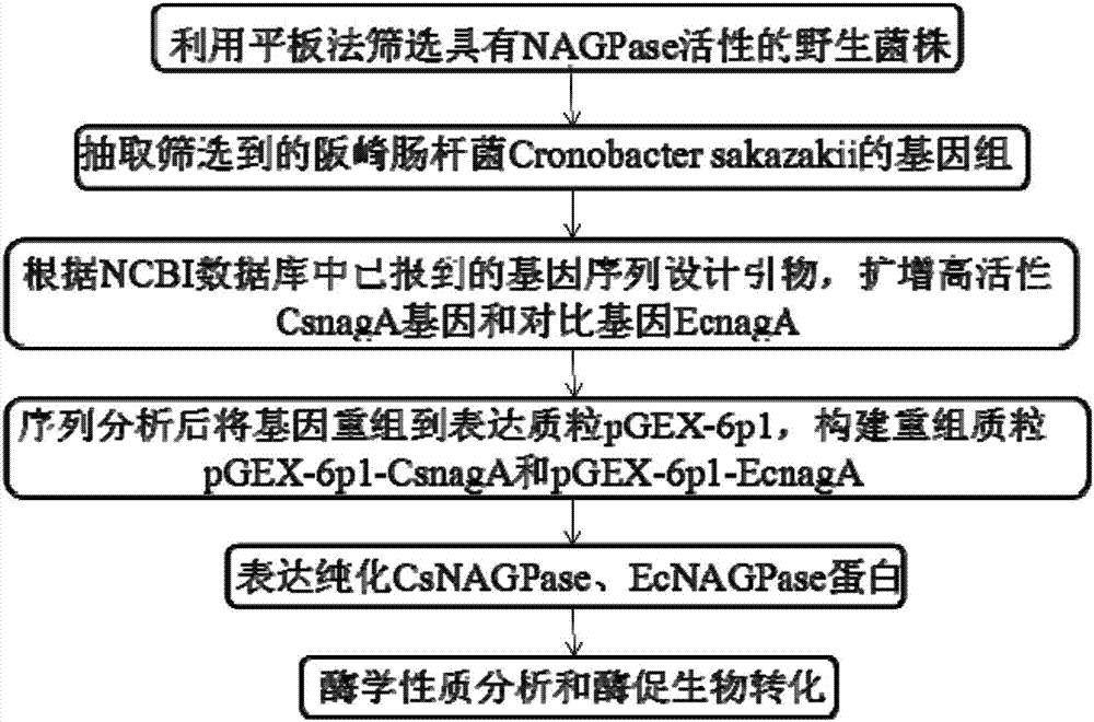 Deacetylase capable of producing high-yield glucosamine and coding gene thereof