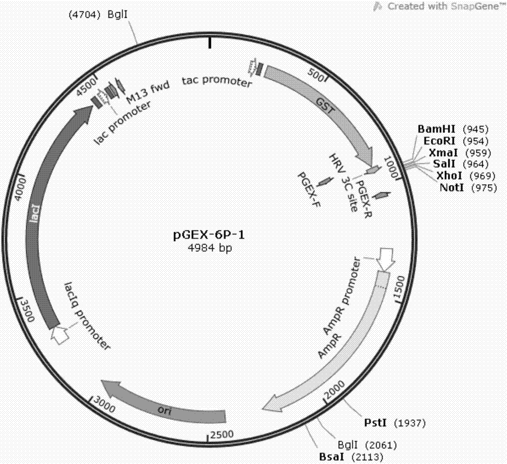 Deacetylase capable of producing high-yield glucosamine and coding gene thereof