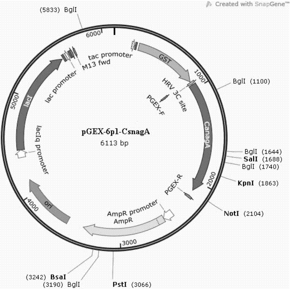 Deacetylase capable of producing high-yield glucosamine and coding gene thereof