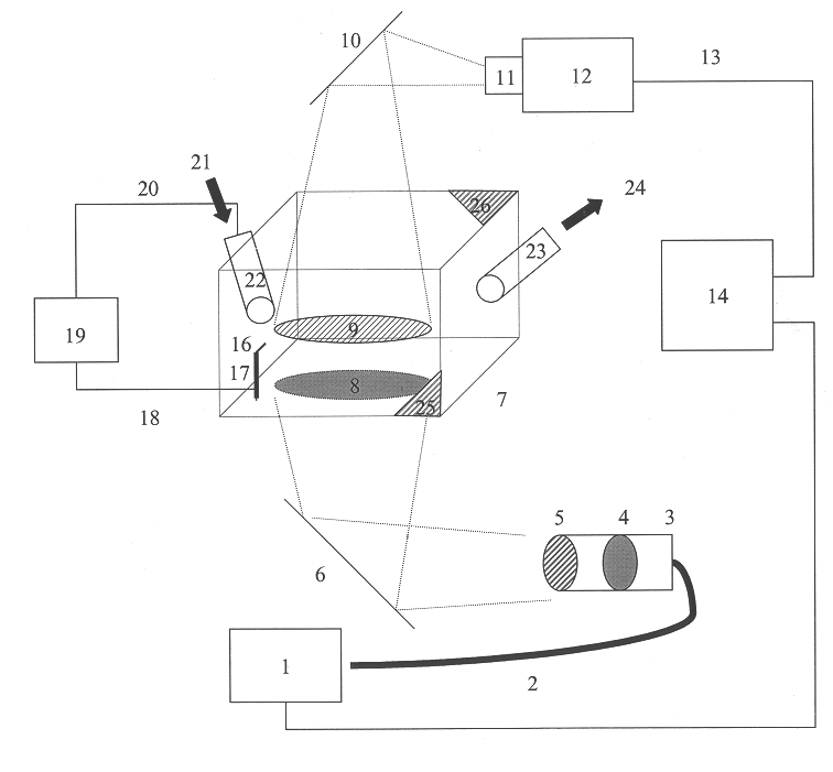 Solid phase enzyme kinetics screening in microcolonies