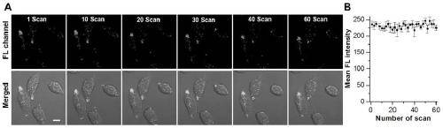 Fluorescent dye for specifically targeting intracellular lipid droplets as well as preparation method and application of fluorescent dye