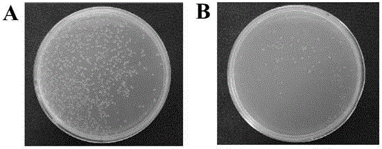 Multifunctional TA cloning vector system for blue-white selection and application of multifunctional TA cloning vector system