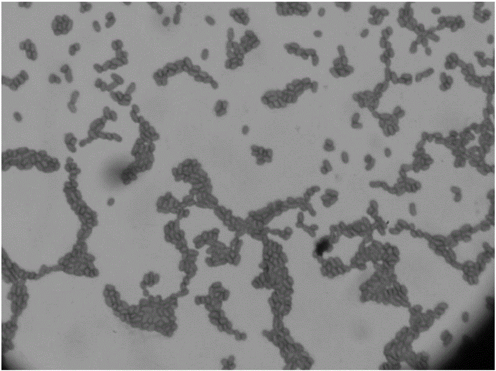 Albibacter sp. zjut528 and application thereof in resolving metalaxyl