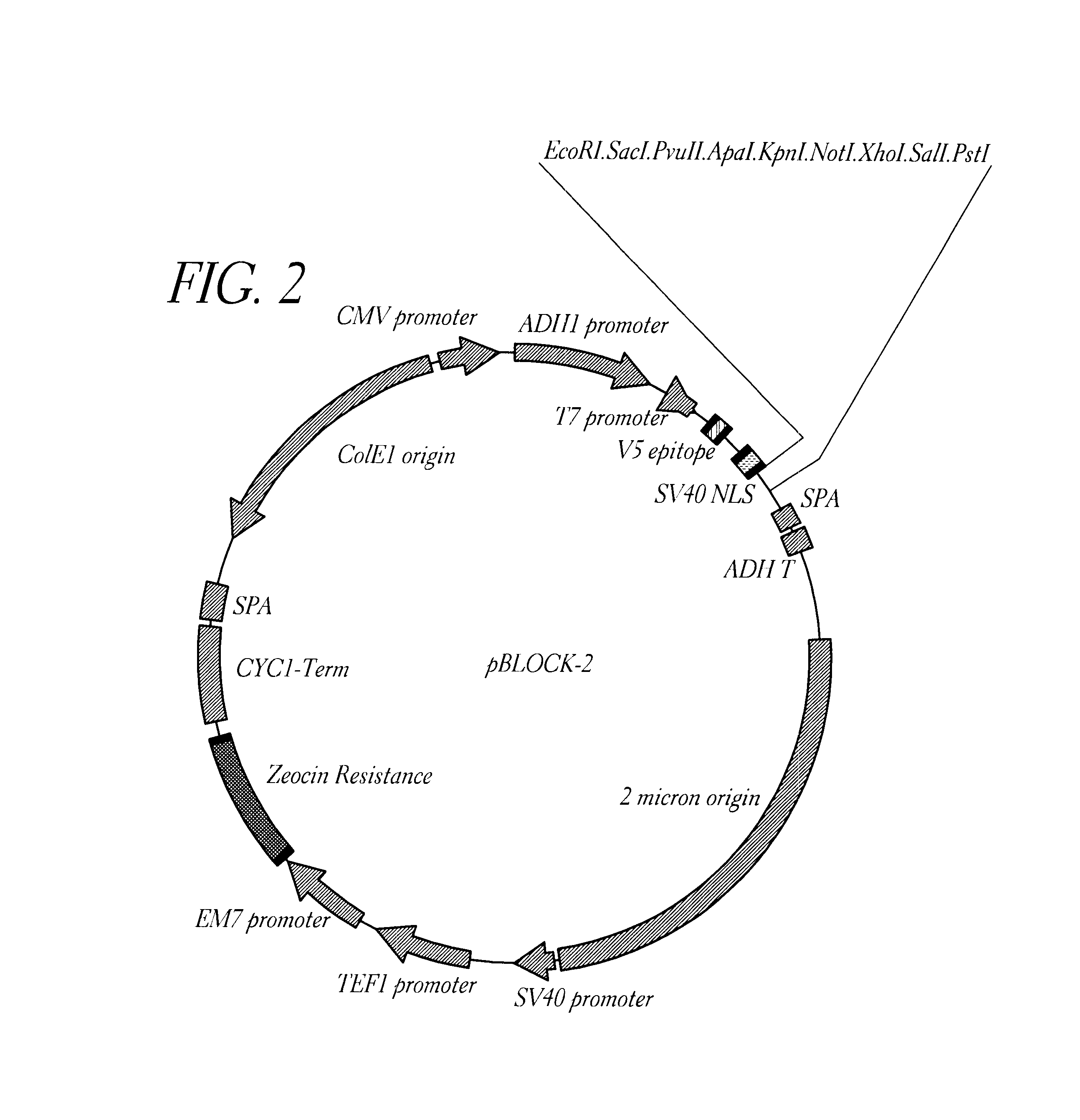 Method for detecting proteinaceous inhibitors of protein-protein or DNA-protein interactions