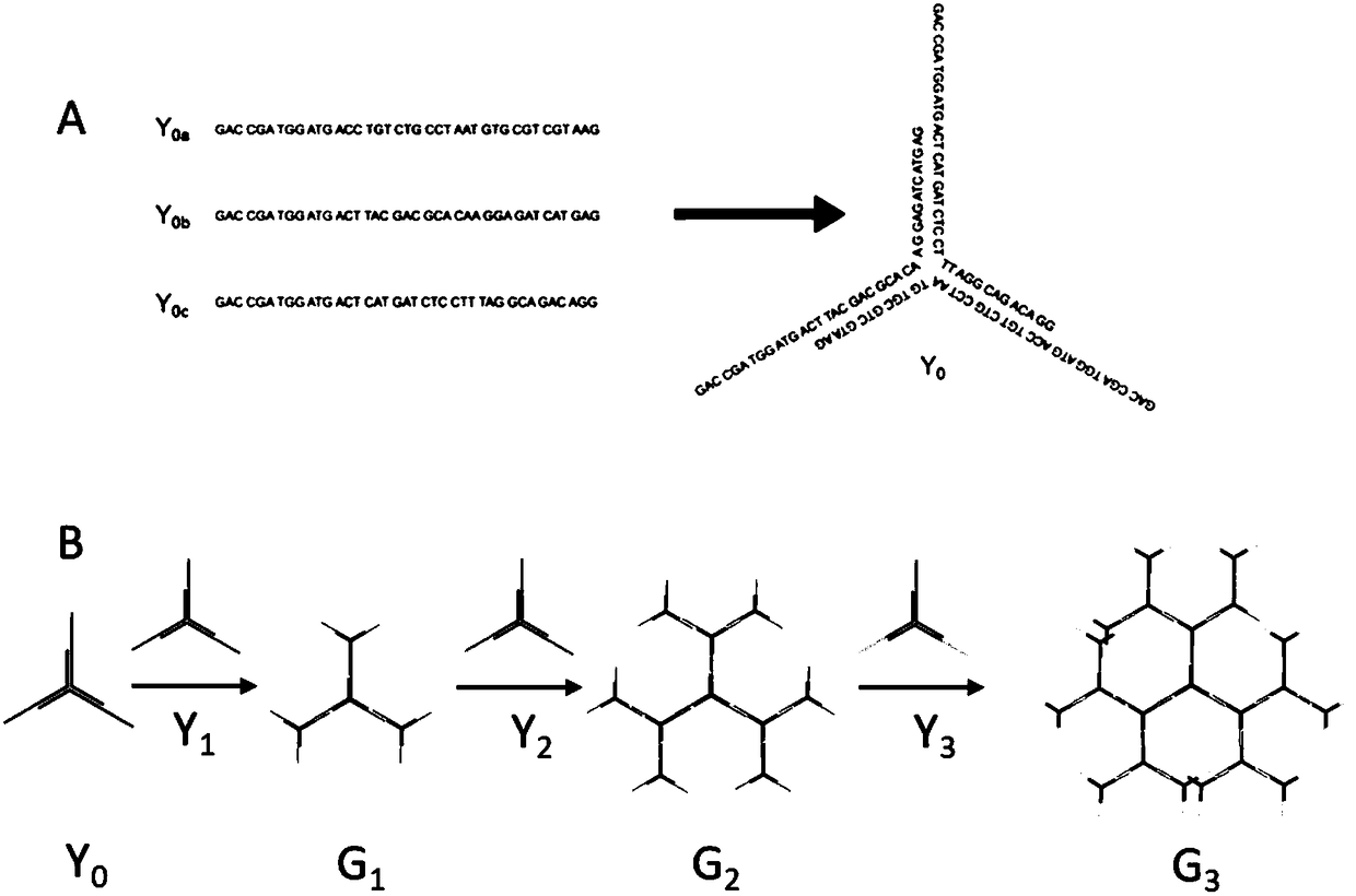 Preparation method and application of dendritic DNA assembly