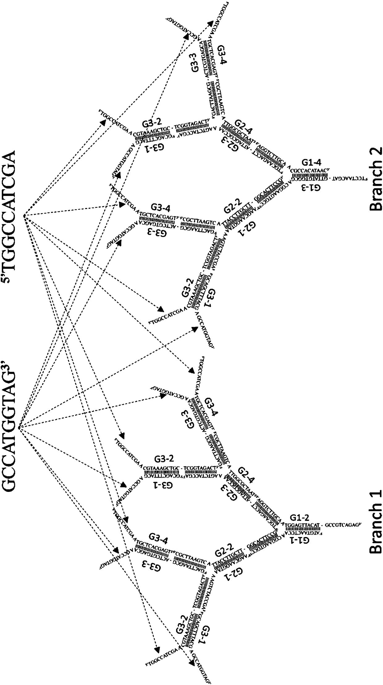 Preparation method and application of dendritic DNA assembly