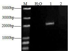 Primer, kit, detection method and application thereof for detecting low grain protein content of wheat