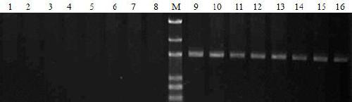 Primer, kit, detection method and application thereof for detecting low grain protein content of wheat