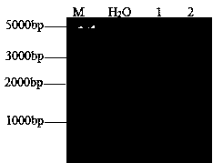 Primer, kit, detection method and application thereof for detecting low grain protein content of wheat