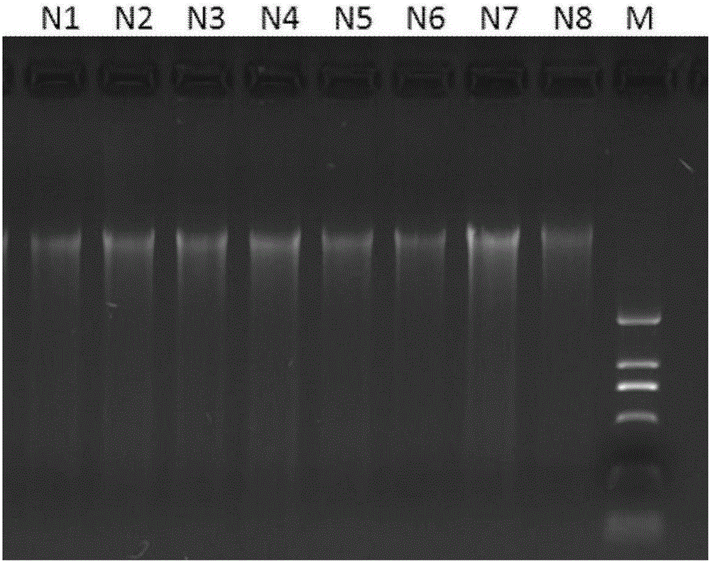 A method for amplifying the full-length mitochondria of the three-lined box turtle by extracting DNA from toenails