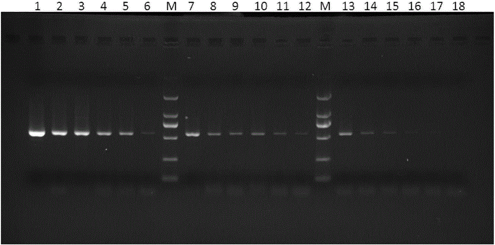 A method for amplifying the full-length mitochondria of the three-lined box turtle by extracting DNA from toenails