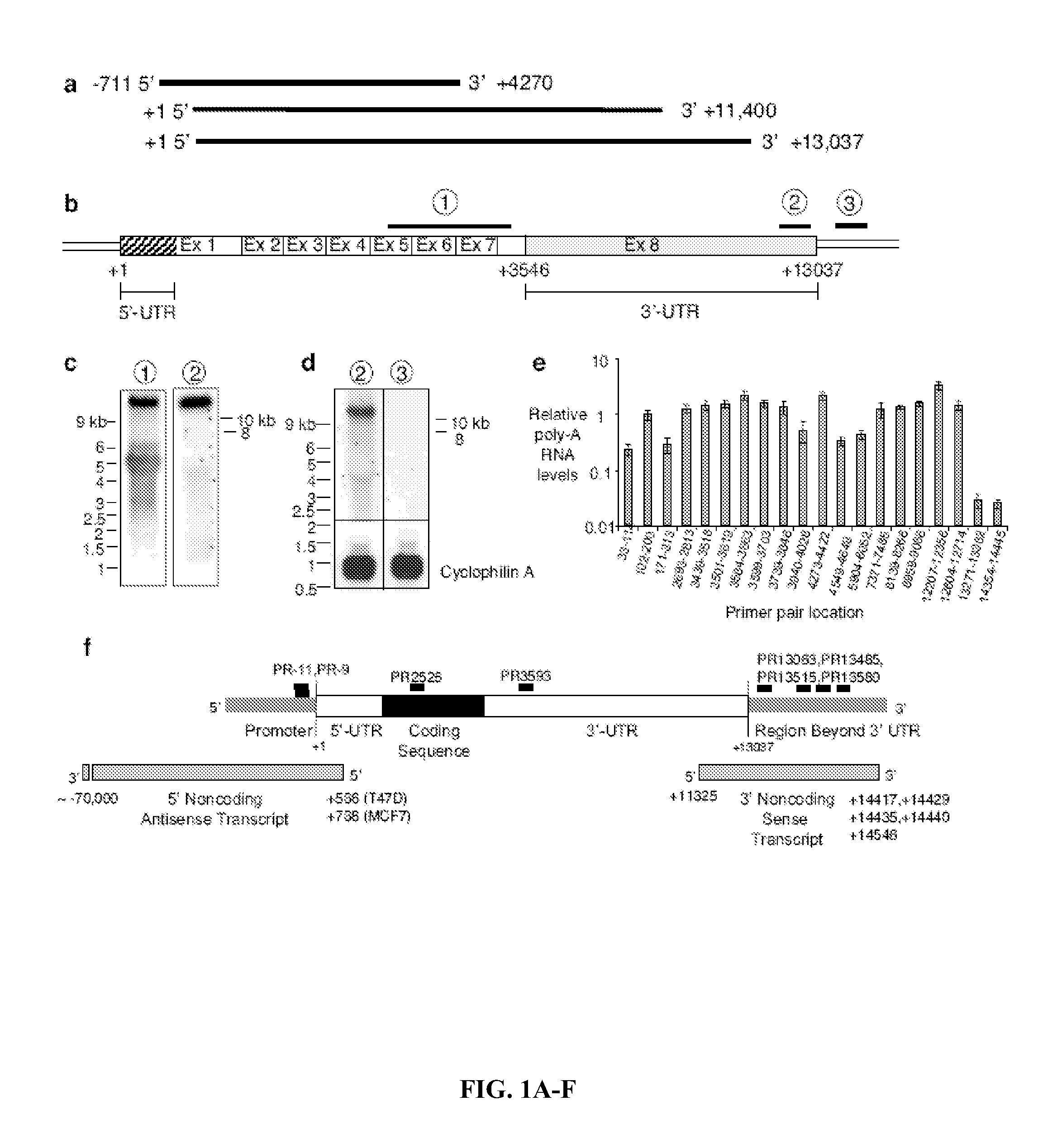 Modulation of Gene Expression Using Oligomers That Target Gene Regions Downstream of 3' Untranslated Regions