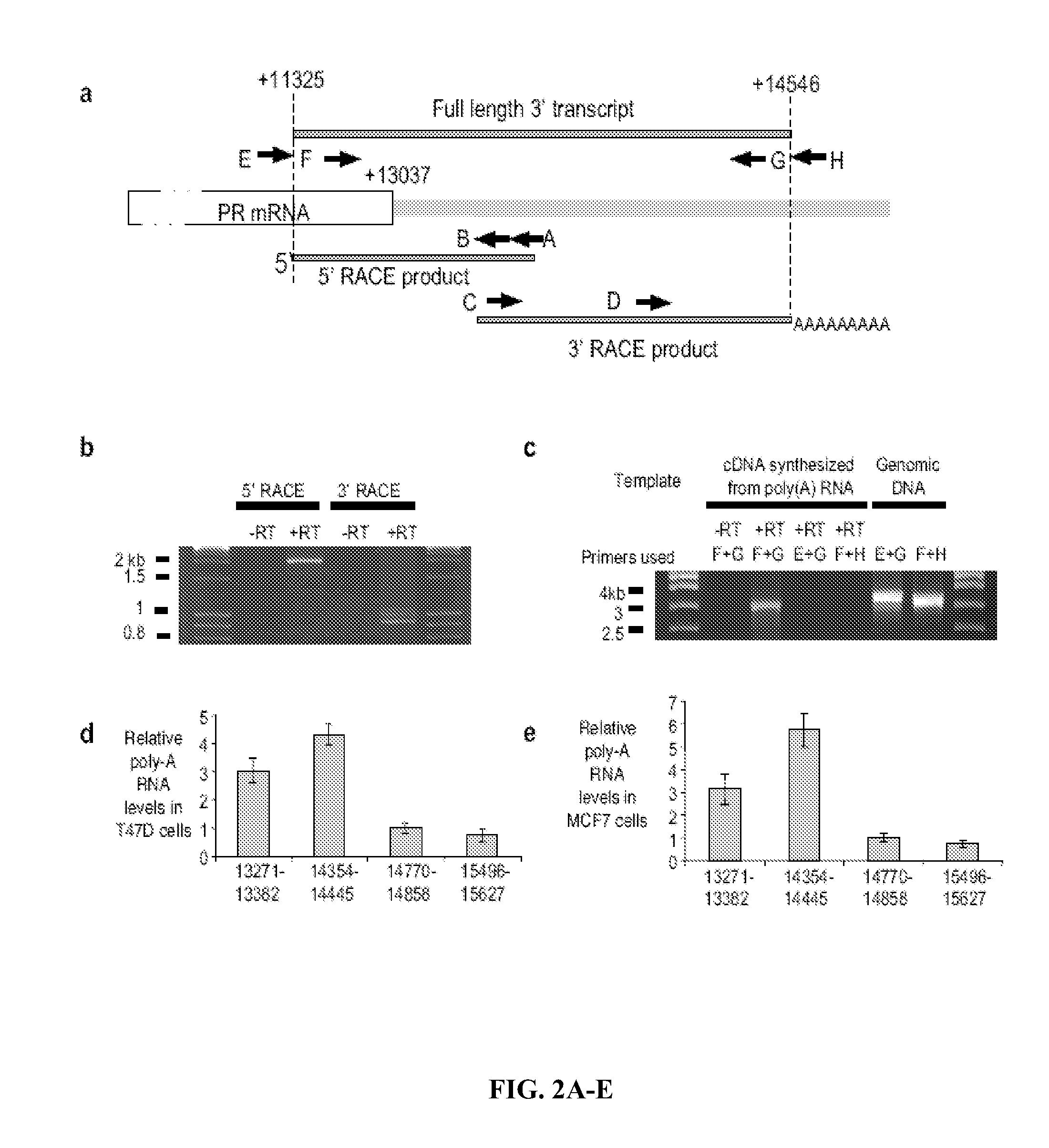 Modulation of Gene Expression Using Oligomers That Target Gene Regions Downstream of 3' Untranslated Regions