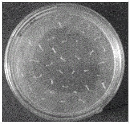 Eucalyptus TPS gene, RNA interference vector and application thereof