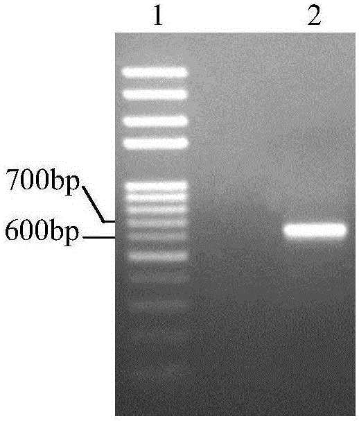 Eucalyptus TPS gene, RNA interference vector and application thereof