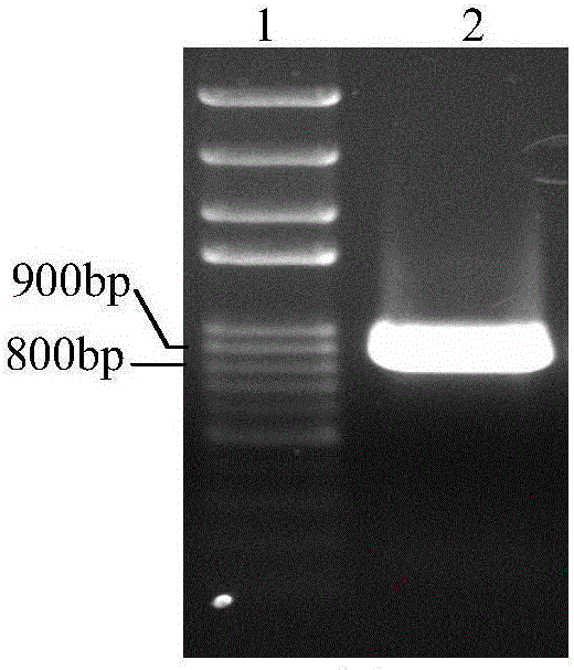 Eucalyptus TPS gene, RNA interference vector and application thereof