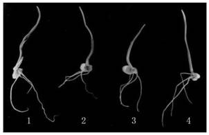 Application of wheat TaLCT1 gene silencing in regulation and control of cadmium stress tolerance of wheat