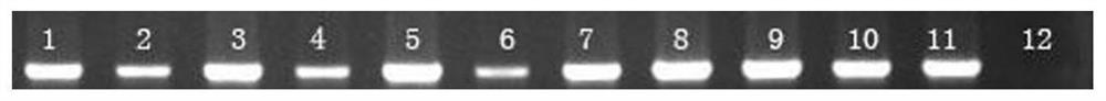 Application of wheat TaLCT1 gene silencing in regulation and control of cadmium stress tolerance of wheat