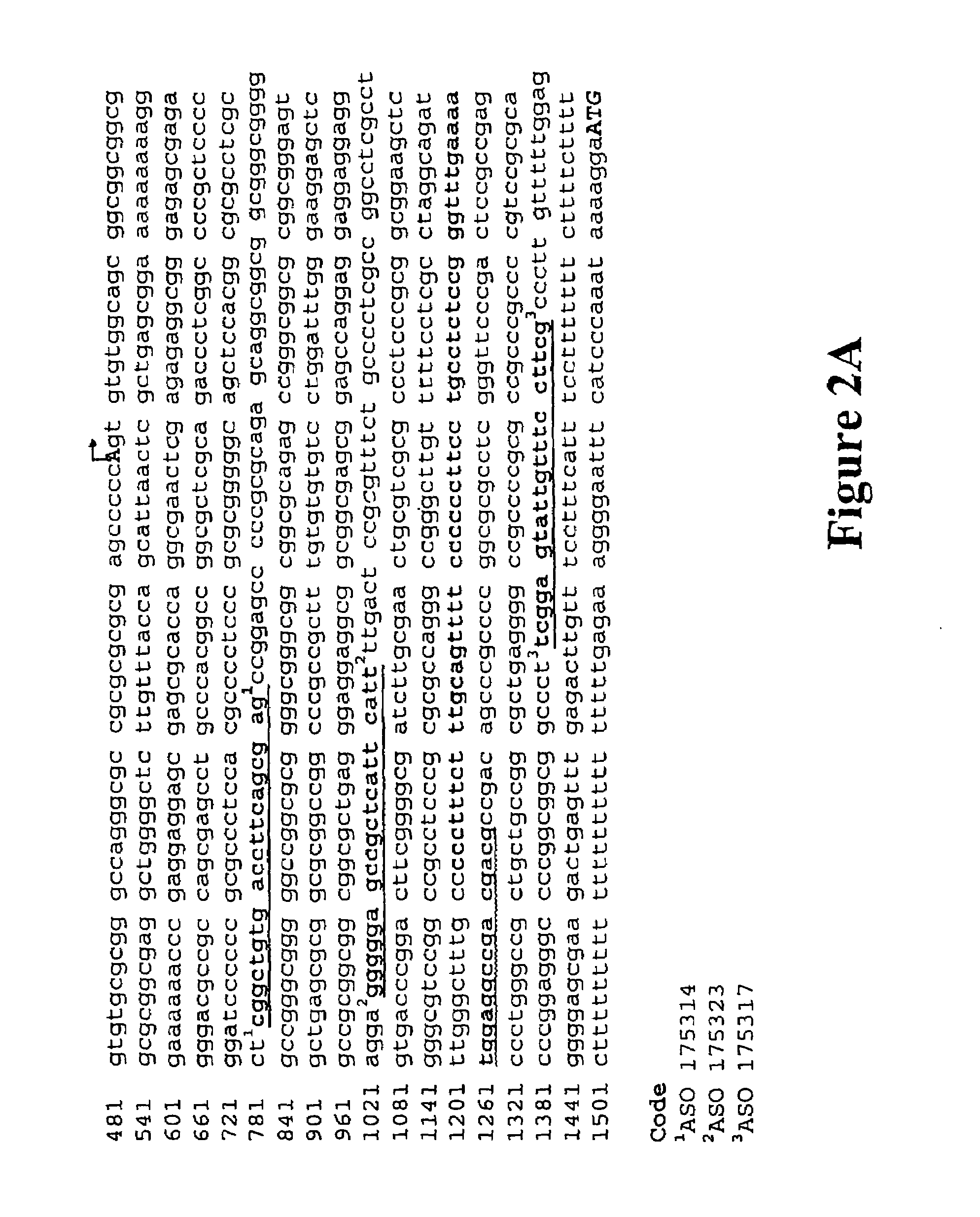 Modulation of insulin like growth factor I receptor expression