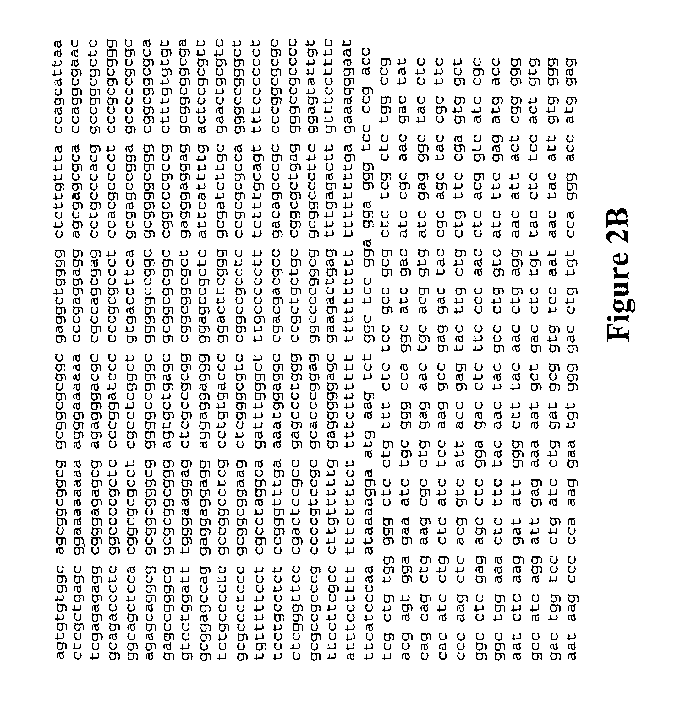 Modulation of insulin like growth factor I receptor expression