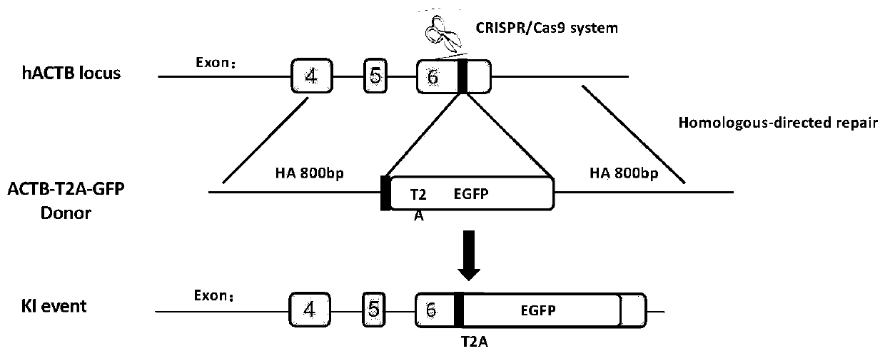 Inhibitor for improving genome site-specific integration efficiency, and application thereof