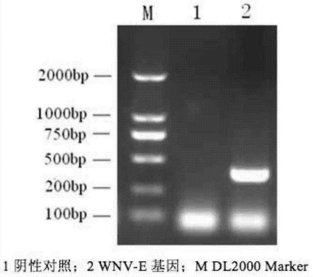 West nile virus monoclonal antibody and kit