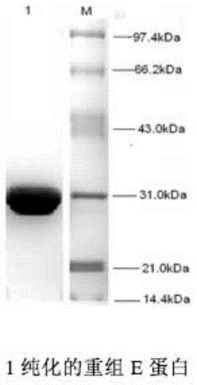 West nile virus monoclonal antibody and kit