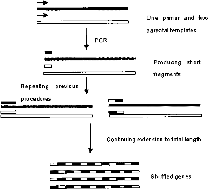 In-vitro directed coevolution method for modifying L-phenylalanine gene engineering strains