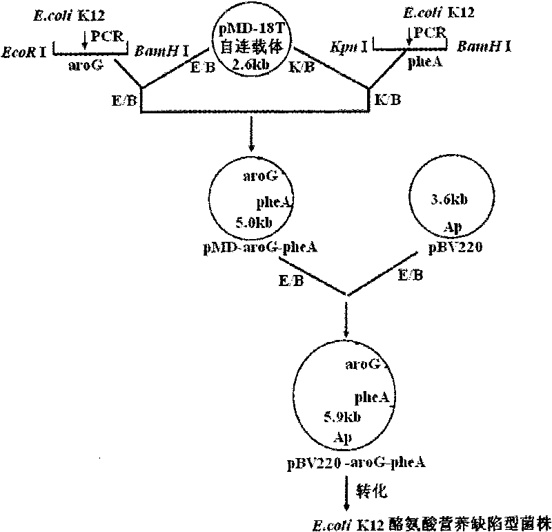 In-vitro directed coevolution method for modifying L-phenylalanine gene engineering strains