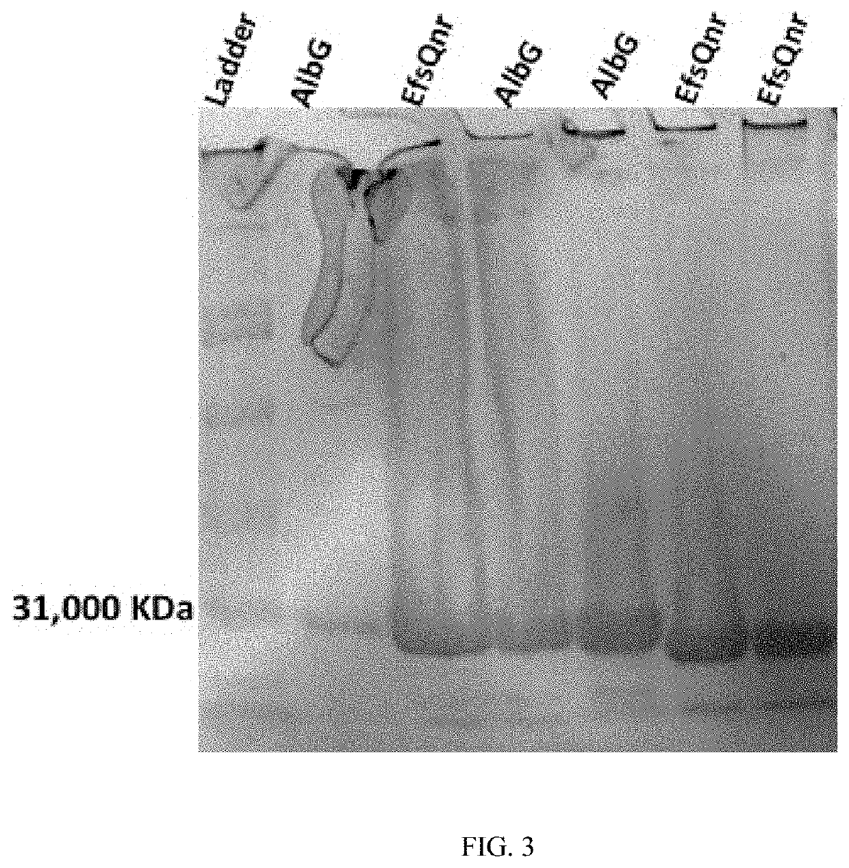 Cell membrane penetrating conjugates