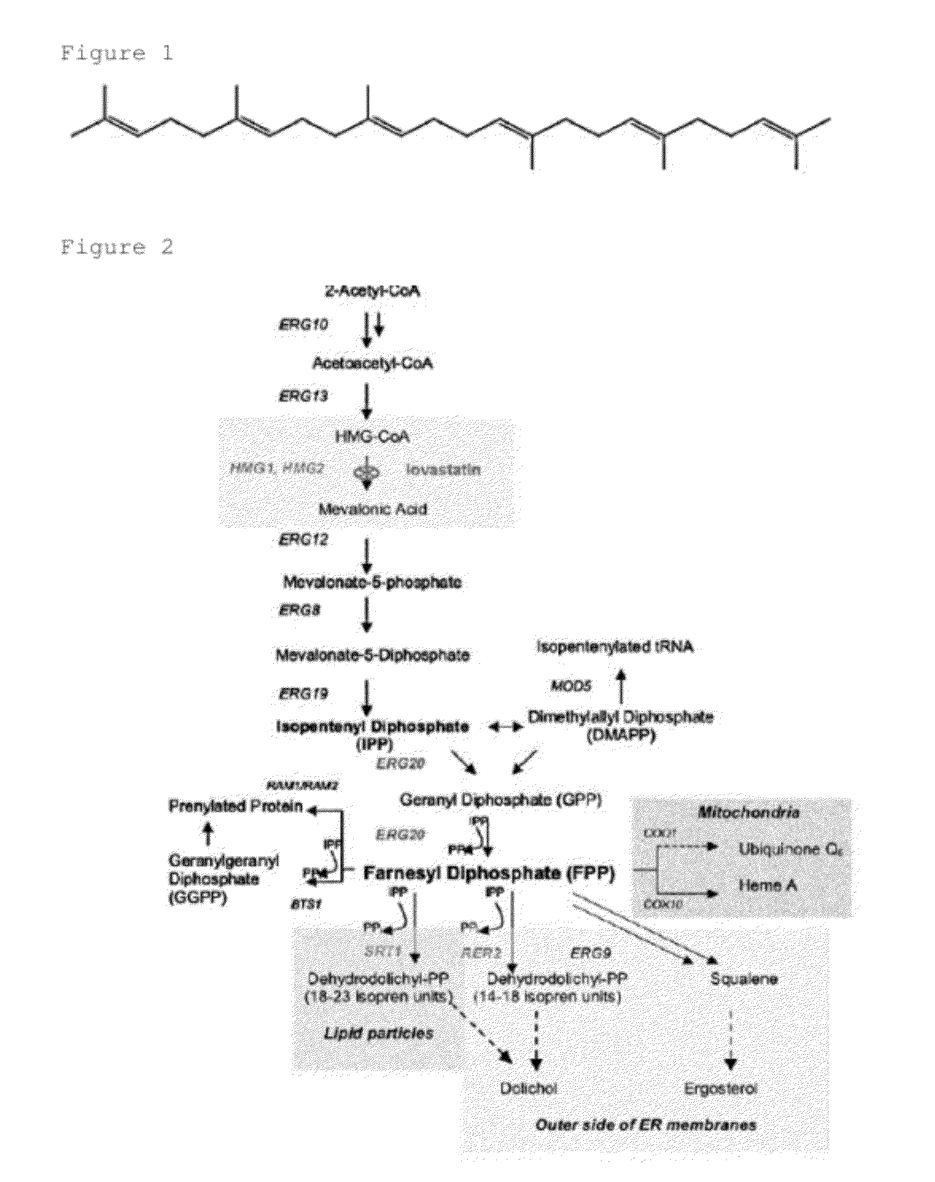 Modified yeast strain and a method for producing squalene using the same